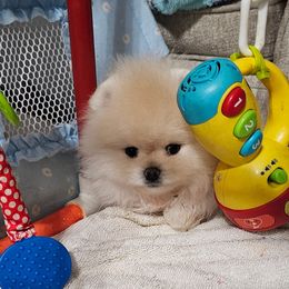 Beautiful cream boy. Gorgeous head. Still growing and developing personality - Cream male Pomeranian puppy in Merced, California from Cardián Pomeranians