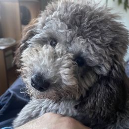 Poodle Puppies from Gerdanus Poodles
