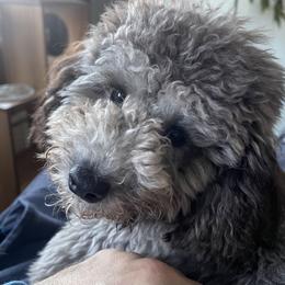 Poodle Puppies from Gerdanus Poodles