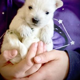 Mi-Ki and West Highland White Terrier Puppies from Cricket Hill’s Westies and Shekinah’s Mi-Kis