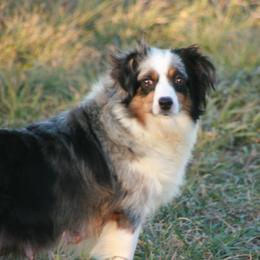 Naomi - Miniature Australian Shepherd
