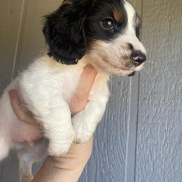 Dachshund Puppies from Long Dog Ranch