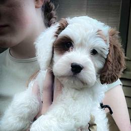 Duke - Blenheim male Cavapoo puppy in Maple Grove, Minnesota from Honey Bit Kennels