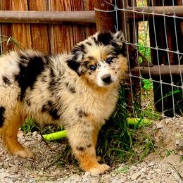 Titian - Blue merle male Australian Shepherd puppy in Mineral Wells, Texas from A6 Australian Shepards