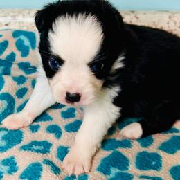 Blk Tri boy - Black tri male Toy Australian Shepherd puppy in Oklahoma City, Oklahoma from Faith River Aussies