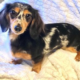 Gretchen - Dachshund