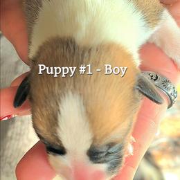 Puppy 1 - Fawn male Pembroke Welsh Corgi puppy in Buffalo, Wyoming from Diamond K Corgis