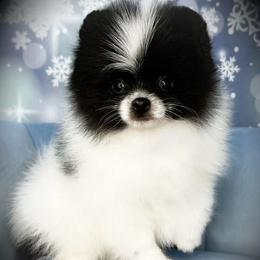 AKC Sully 3000 - Black parti male Pomeranian puppy in Oklahoma City, Oklahoma from Belle House Pomeranians