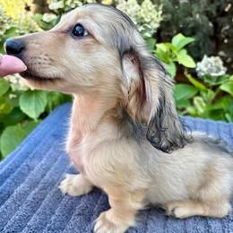 Our Boy Elroy - Cream male Dachshund puppy in Visalia, California from DachGraston Dachshunds