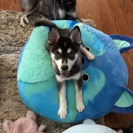 Maserati - Black and white male Alaskan Klee Kai puppy in Palm Harbor, Florida from Klee Kai Breeders with Love