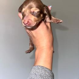 Pomona - Cream female Dachshund puppy in Woodville, Wisconsin from Dairyland Dachshunds