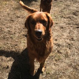 Golden Retrievers from Artondale Golden Retrievers