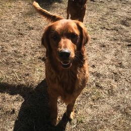 Golden Retrievers from Artondale Golden Retrievers