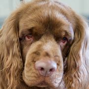 Paddington - Sussex Spaniel