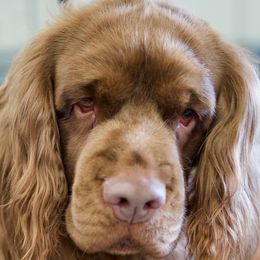 Paddington - Sussex Spaniel