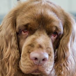 Paddington - Sussex Spaniel