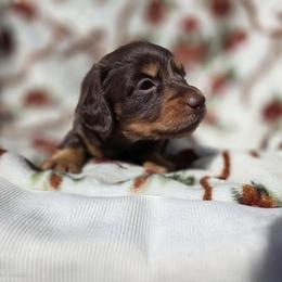 Copper - Chocolate and cream male Dachshund puppy in El Cajon, California from Lisa Buxton