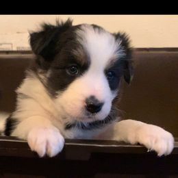 Andi - Border Collie puppy from Best Friend Borders