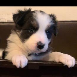 Andi - Border Collie puppy from Best Friend Borders