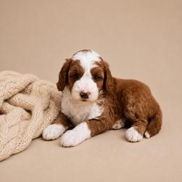 Beth - Red  female Goldendoodle puppy in Floyd, Virginia from Hearts and Paws Poodles and Doodles