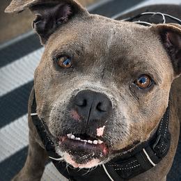 Princess Sky - Staffordshire Bull Terrier