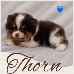 Thorn - Chocolate parti male Pomeranian puppy in Sandia, Texas from Broken Arrow Poms