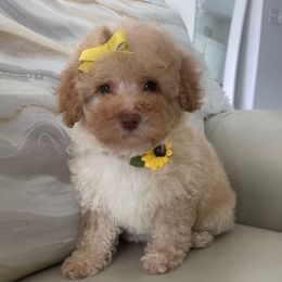 Halo - Cafe au lait female Poodle puppy in Tampa, Florida from Designer Puppy Boutique