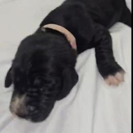 Basset Hound Puppies from Buck Wild 4 Bassets