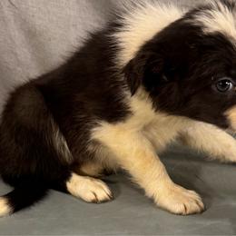 F6  PENNY - Black and white female Border Collie puppy in Meridian, Mississippi from Border Hollow Border Collies
