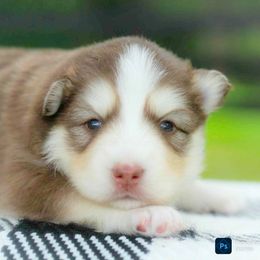 Rojo - Red and white male Pomsky puppy in Bremen, Indiana from AMS Pomeranians and Pomskies in Indiana