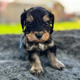 Monty1 (Montana) Blue - male Golden Mountain Doodle puppy in Twin Falls, Idaho from Magic Valley Family Doodles