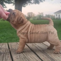 Angel - Fawn female Chinese Shar-Pei puppy in Columbus, Indiana from Royal Guard Shar Pei