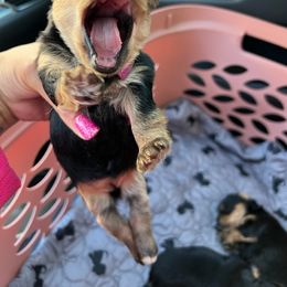 Poodle, Yorkipoo, and Yorkshire Terrier Puppies from Yorkie Oodle Doodle