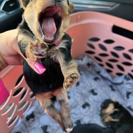 Poodle, Yorkipoo, and Yorkshire Terrier Puppies from Yorkie Oodle Doodle