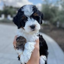 Dillon (Beach) - Tri-color male Bernedoodle puppy in Modesto, California from Central Valley Canine Companions