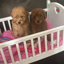 Green - Red  female Poodle puppy in Anaheim, California from SoCal Toy Poodles