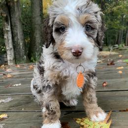 Cleo - Chocolate merle male Bernedoodle puppy in New Ringgold, Pennsylvania from Hawk Mountain Doodles