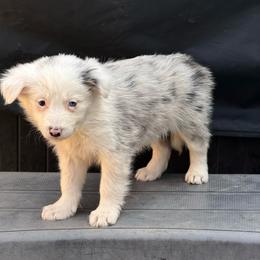 Phoenix - Blue merle female Border Collie puppy in Mckinney, Texas from Border Collies of Ruidoso