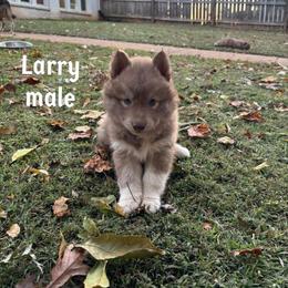 Larry - Red and white male Siberian Husky puppy in Elkin, North Carolina from Blue Ridge Shadow Huskies