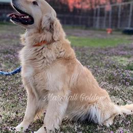 Golden Retrievers from Marshall Goldens