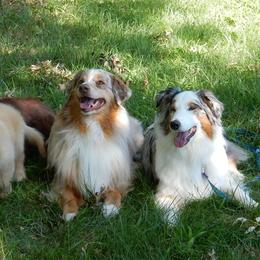 Australian Shepherds from Connie Wood