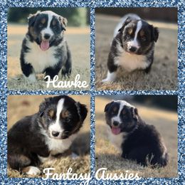 Hawke - Black tri-color male Australian Shepherd puppy in Anna, Texas from Fantasy Pomeranians & Fantasy Aussies