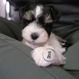 Little guy - Parti male Miniature Schnauzer puppy in Trinity, Alabama from C&E'S Schnauzers