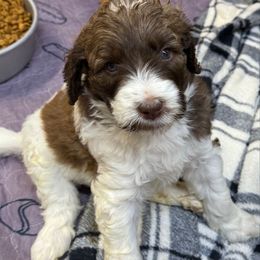 Polly - female Newfypoo puppy in San Antonio, Texas from Mammoth Doodles