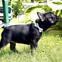 French Bulldog Puppies from Camarra King