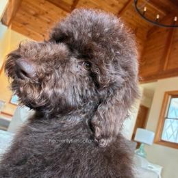 ALDER - Brown Goldendoodle - Chocolate male Goldendoodle puppy in Charlo, Montana from Heavenly Hilltop Farm