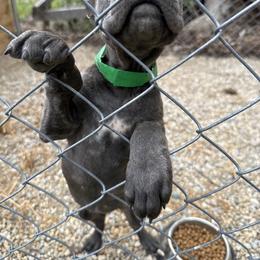 Cane Corso Puppies from A&B kennel