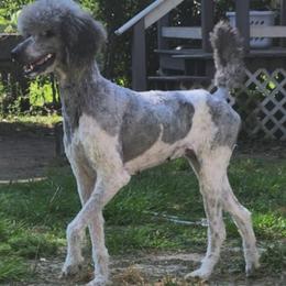 Jewels - Silver female Poodle puppy in Picayune, Mississippi from JEN's Poodles
