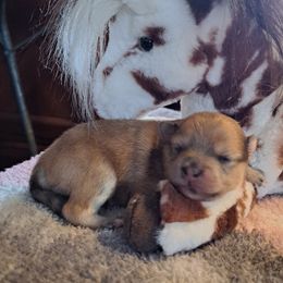 Girl 2 - Chocolate merle female Pomeranian puppy in Lore City, Ohio from Tonia's Pomeranians