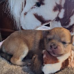 Girl 2 - Chocolate merle female Pomeranian puppy in Lore City, Ohio from Tonia's Pomeranians